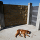 Illustration for article titled The Dogs Of Sochi